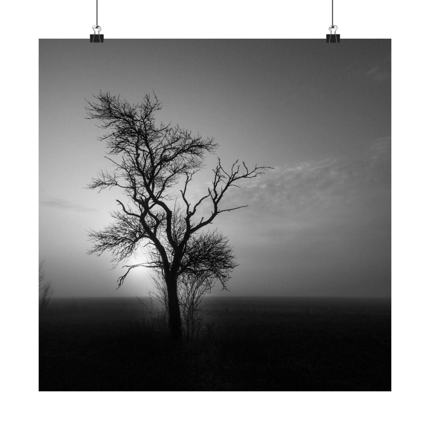 Silhouette of a tree against a misty sky