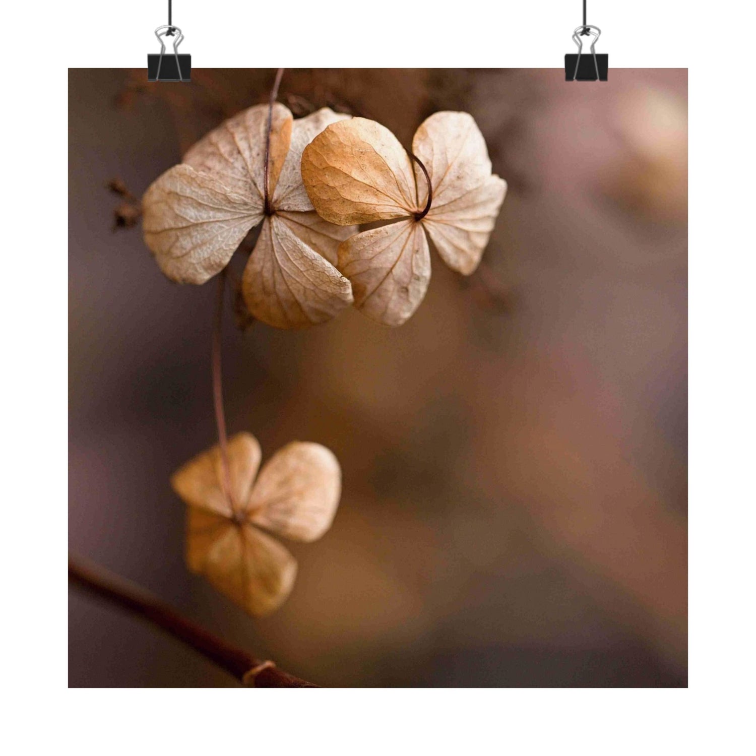 Close-up of dried flowers with a blurred background