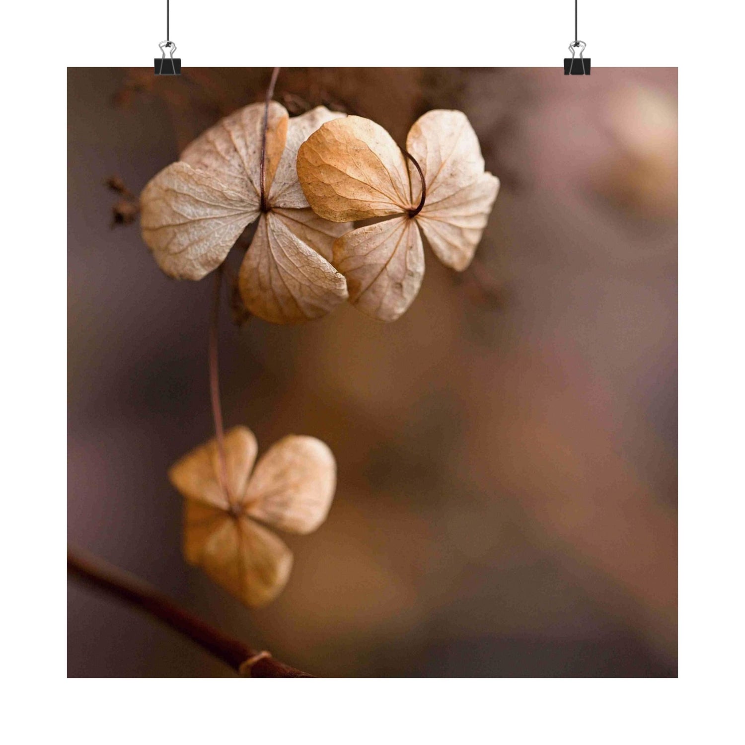 Close-up of dried flowers with a blurred background