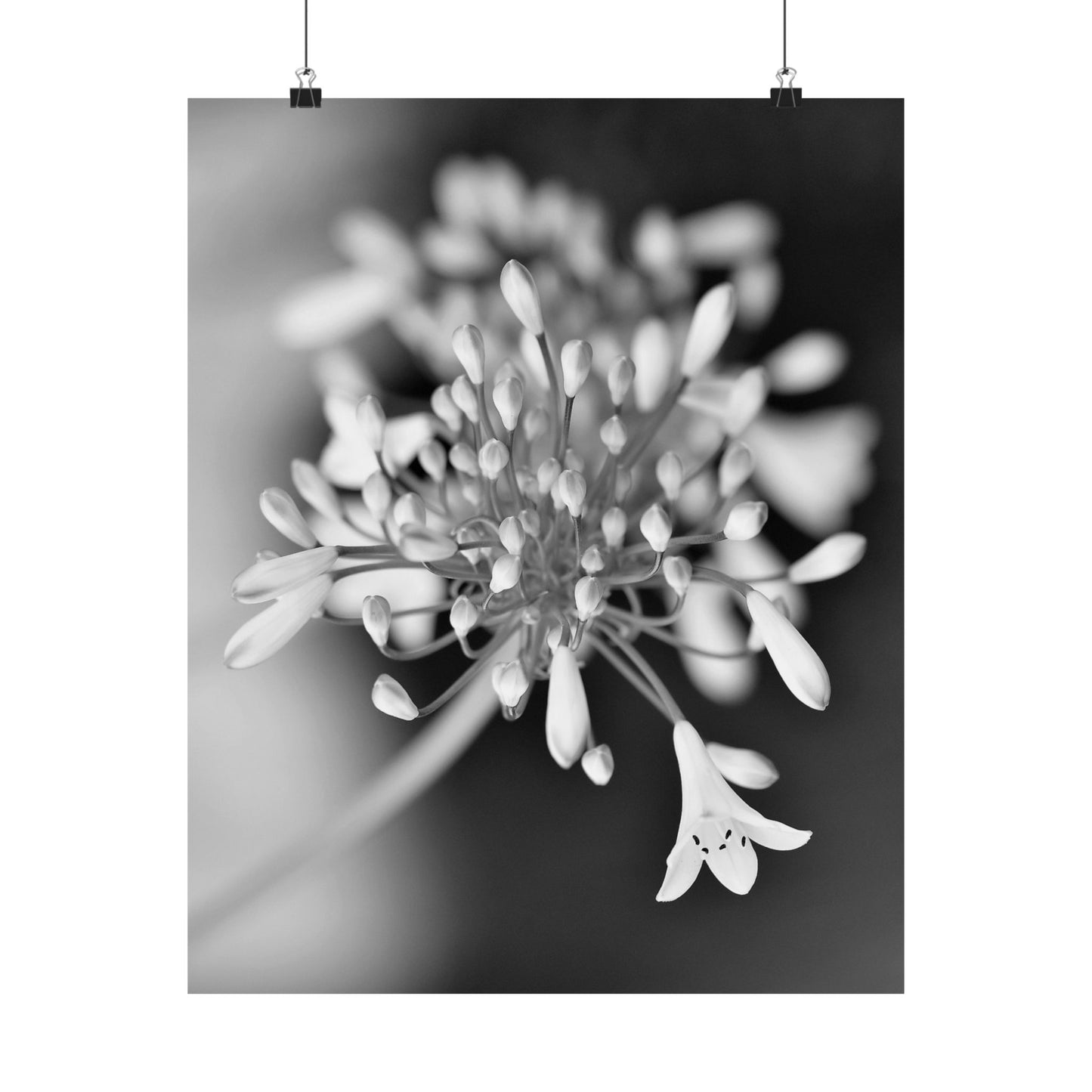 Close-up of a flower with a blurred background