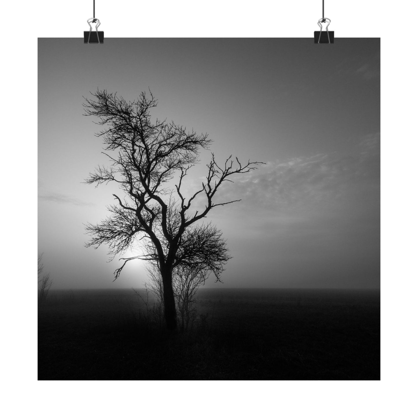 Silhouette of a tree against a misty sky