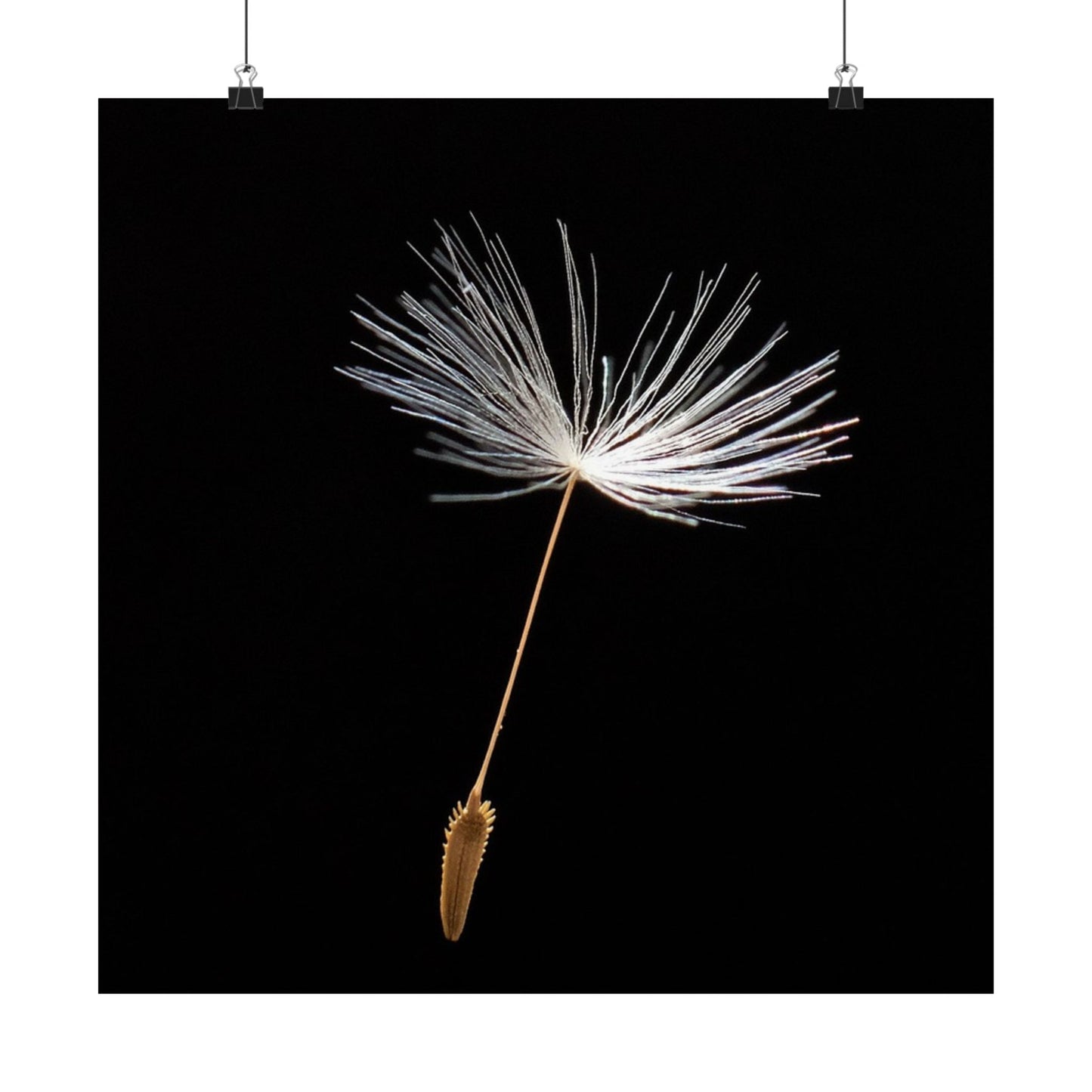 Dandelion seed head against a black background