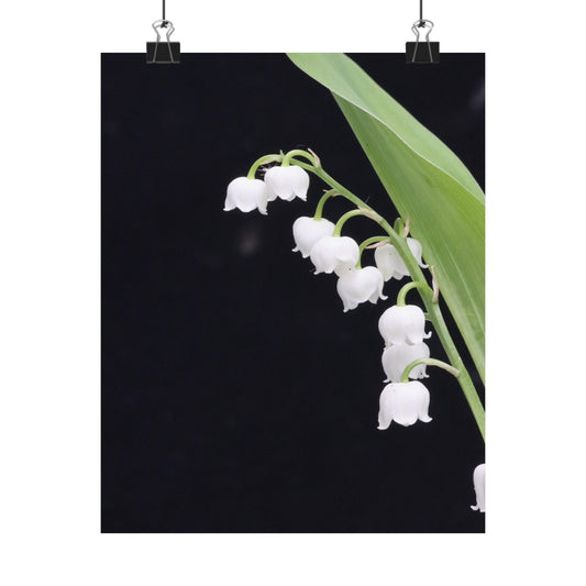 White flowers with green leaves on a black background