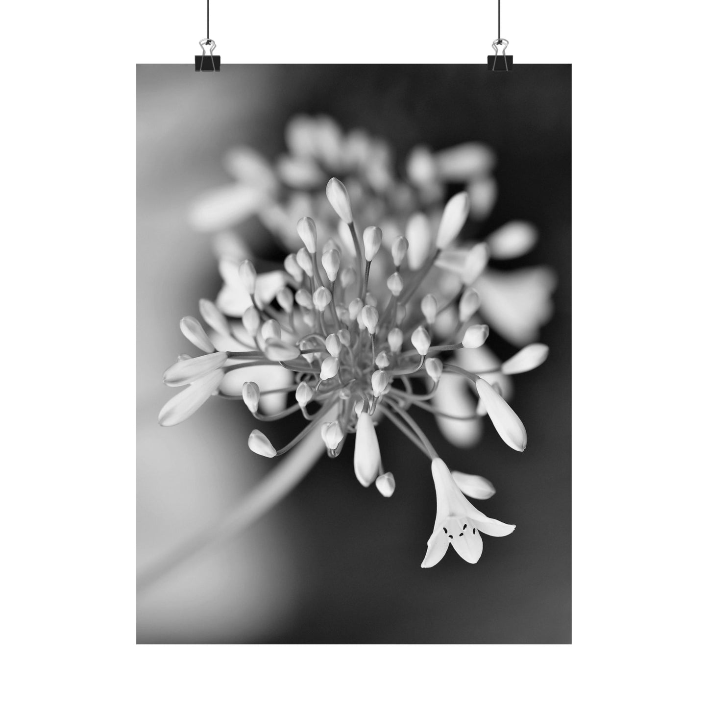 Close-up of a flower with a blurred background, hanging on a white wall.
