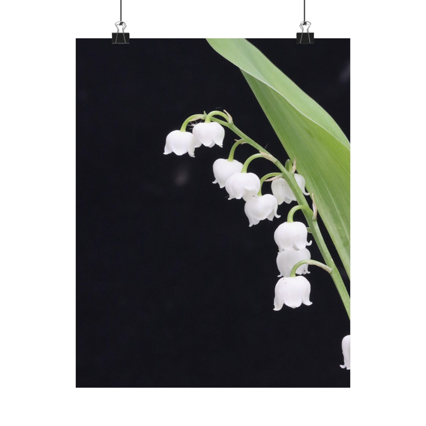 White flowers with green leaves on a black background