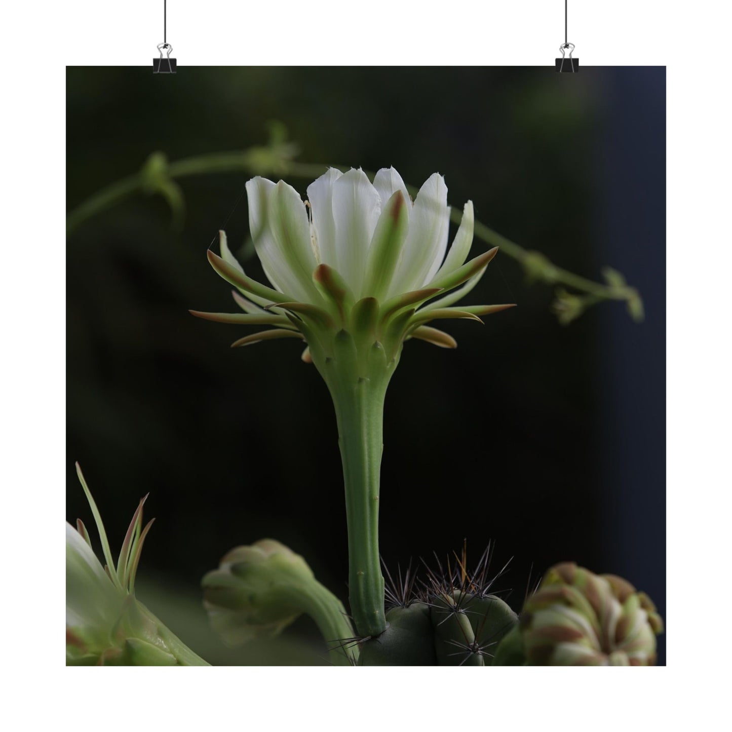 Botanical Cactus Wall Art - Minimalist Matte Poster