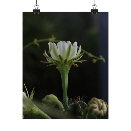 Botanical Cactus Wall Art - Minimalist Matte Poster