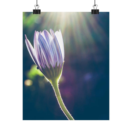 Flower with sunlight effect on a dark background
